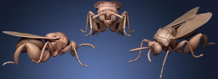 3D model Insect beetles 7 (STL)